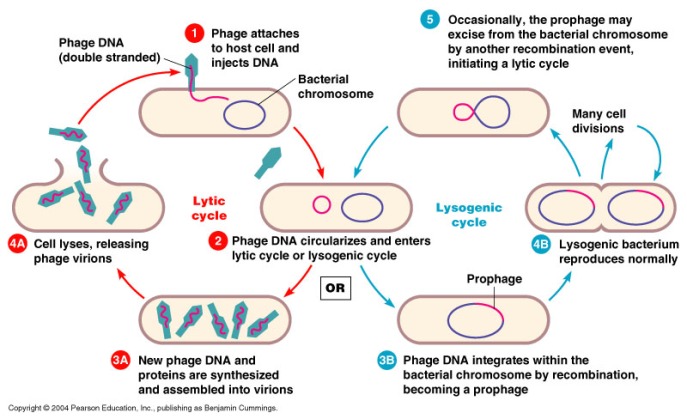 Conceptual model of the two general modes of viral biology: lytic and lysogenic cycles. Credit: allbiologytutors.blogspot.com